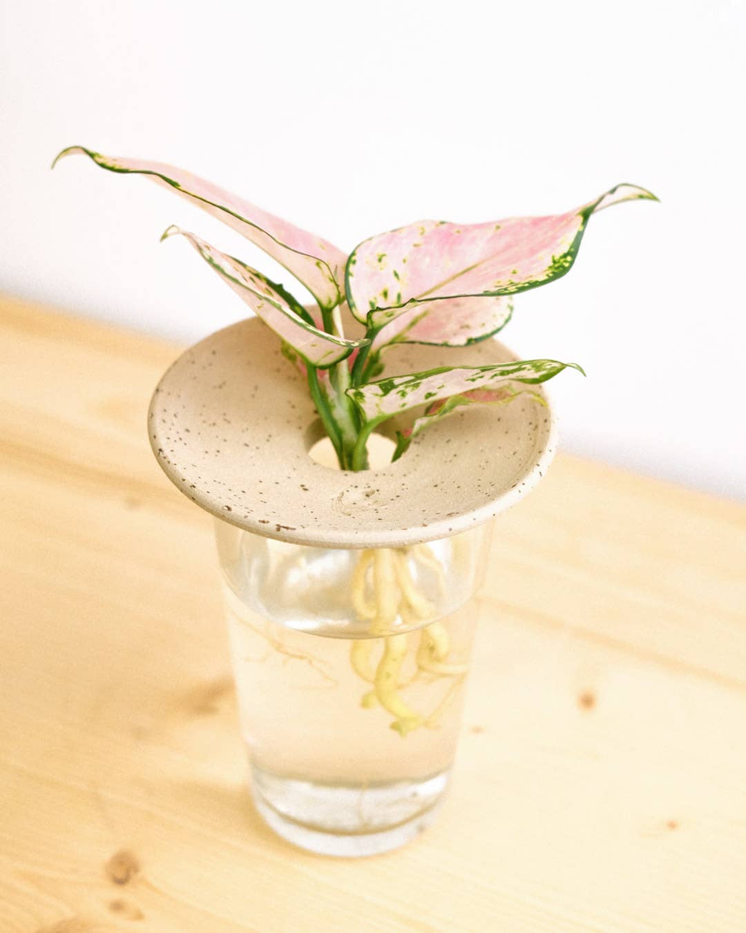 aglaonema propagation in water Aquaculture & Germination Plate – Botanica