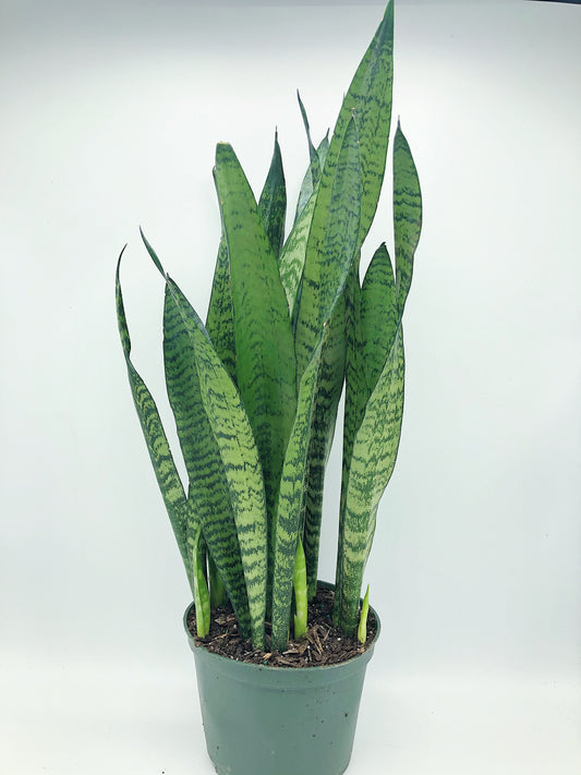 Sansevieria trifasciata 'Zeylanica' 6"