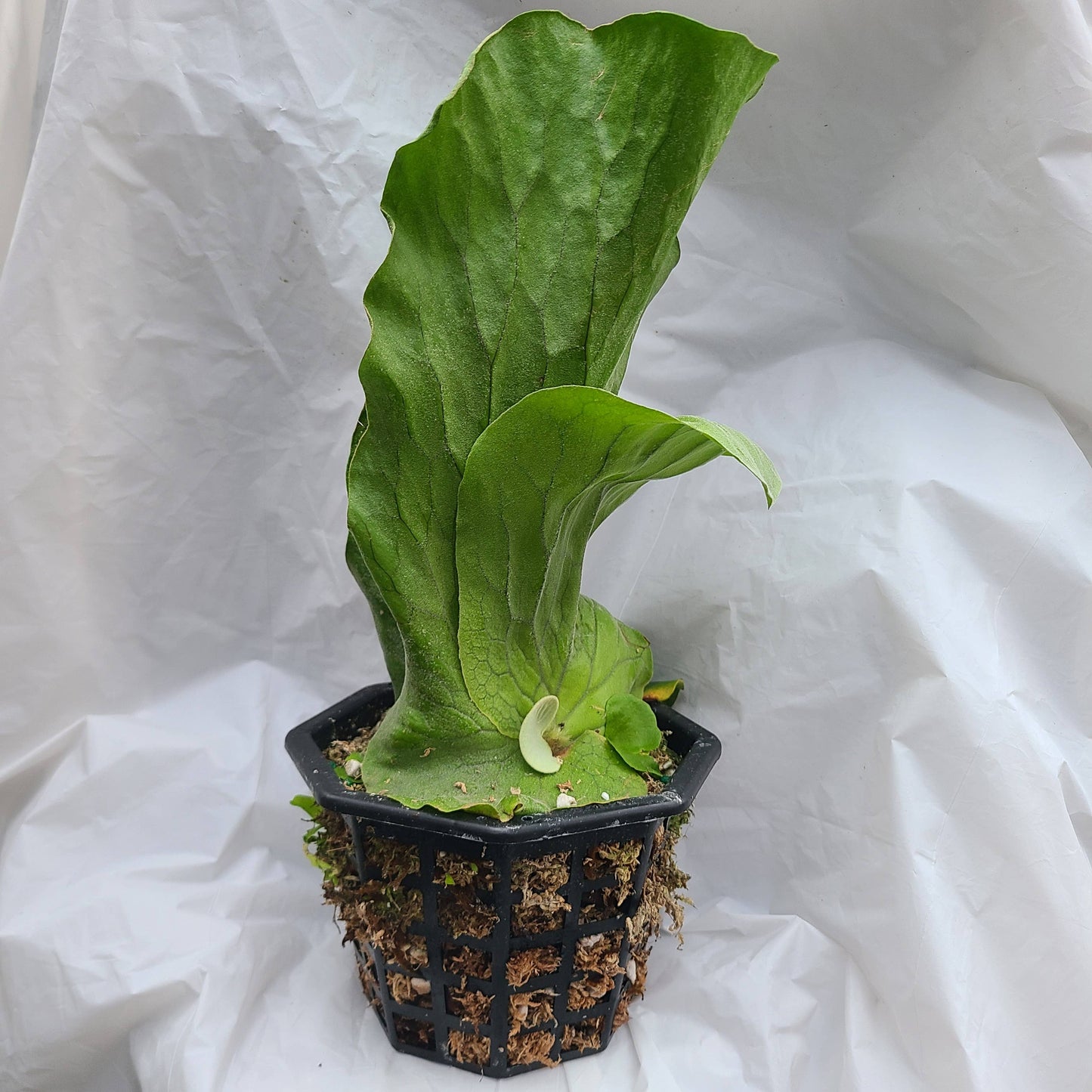 Platycerium elephantotis 4-6"