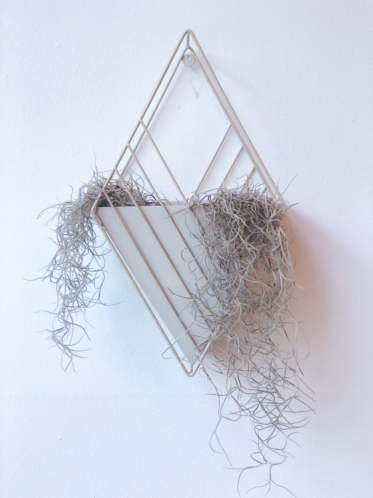 Tulane Hanging Planter 4" Diamond