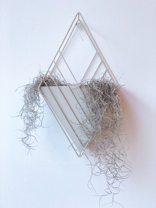 Tulane Hanging Planter 4" Diamond