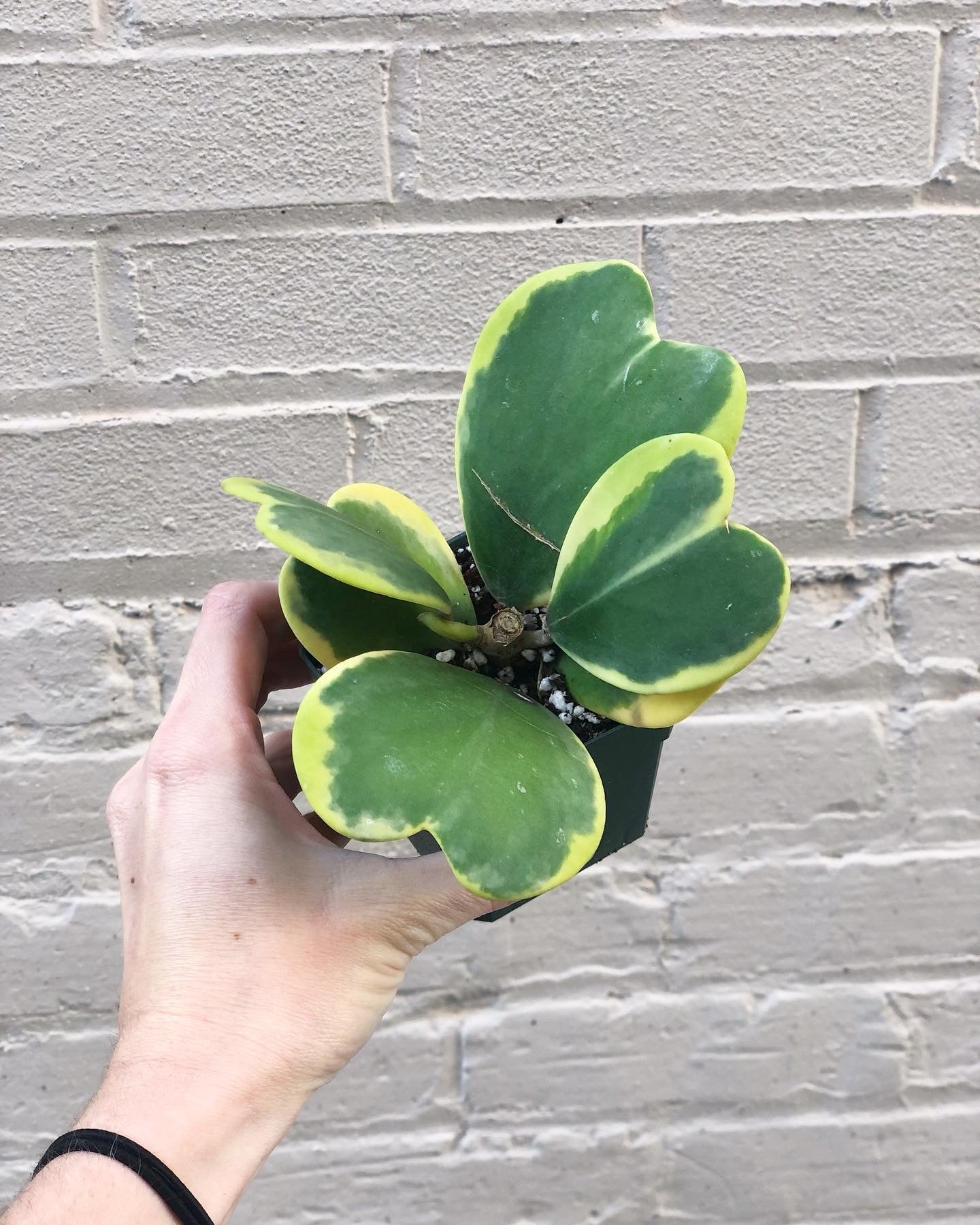 Hoya kerrii 'Albomarginata' 3-5”