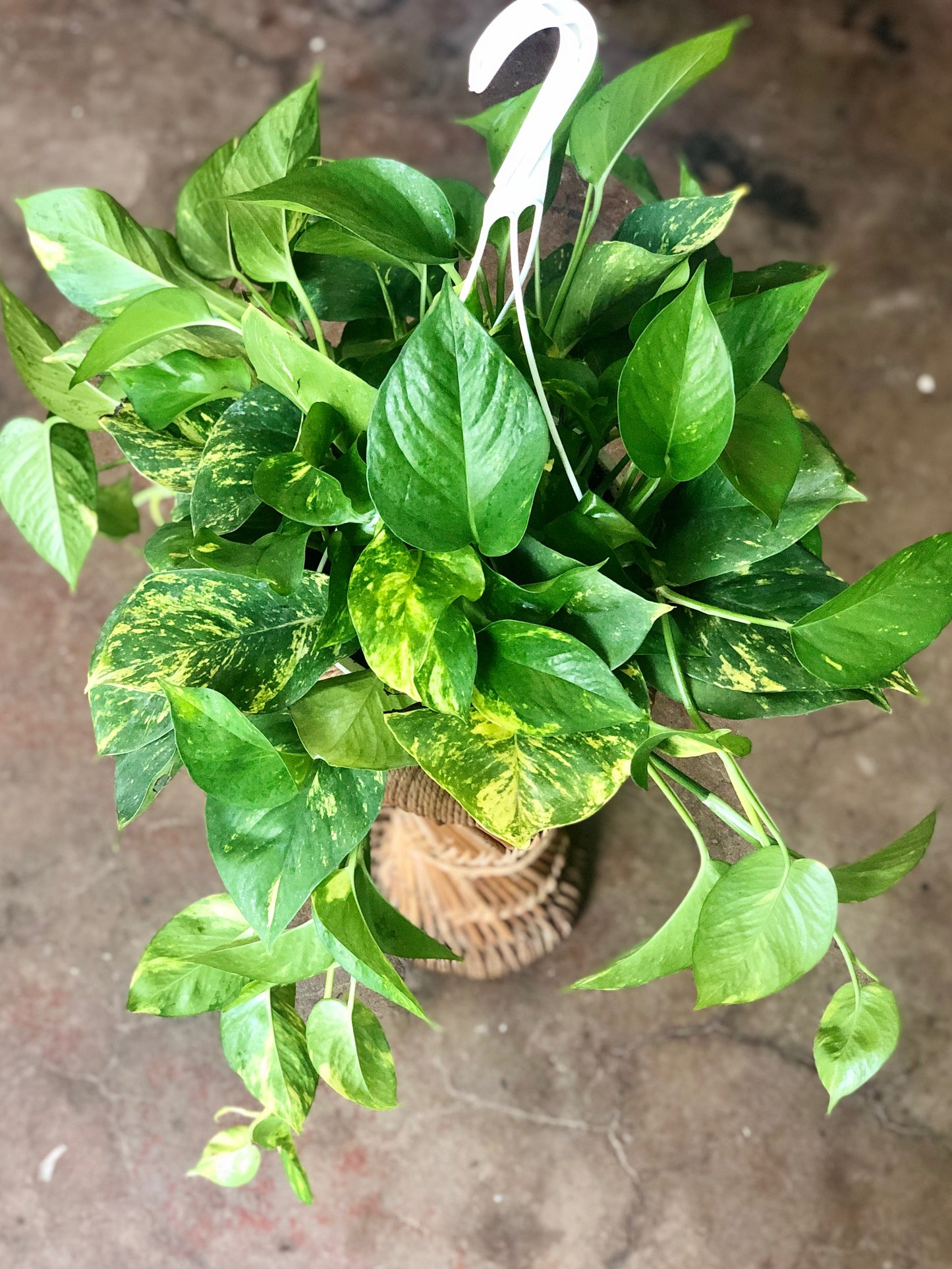 Hawaiian Pothos 8" Hanging Basket