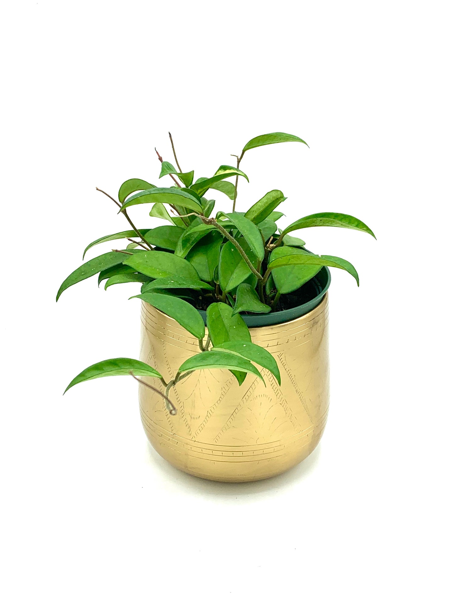 Tulum Pot 6”