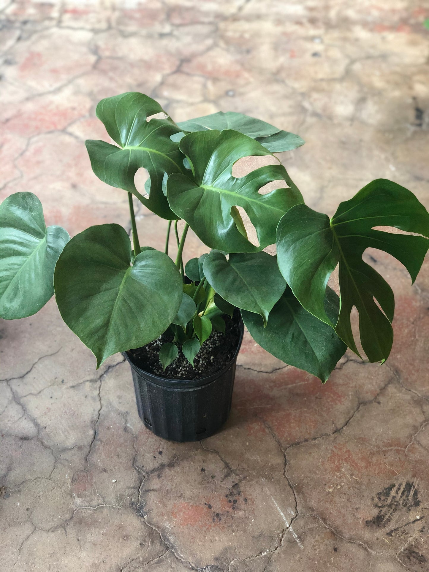 Monstera Deliciosa 8"-14"