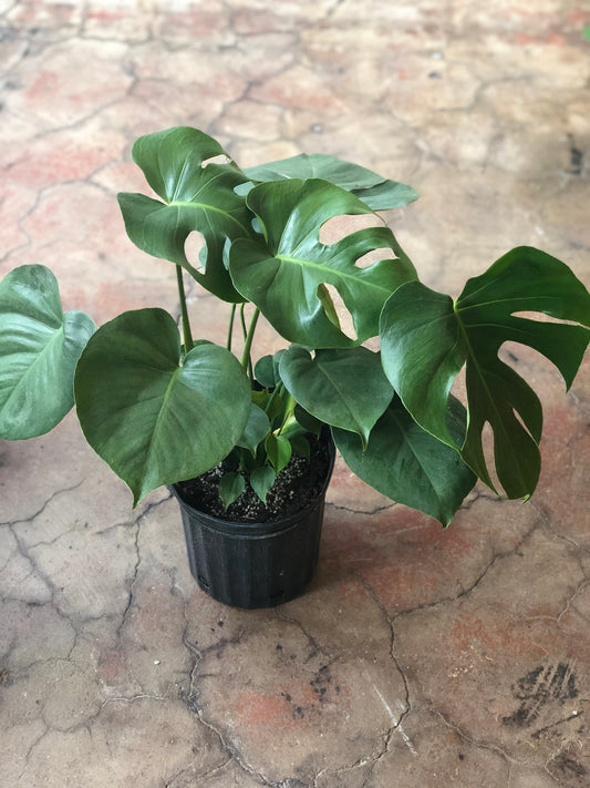 Monstera Deliciosa 8"-14"