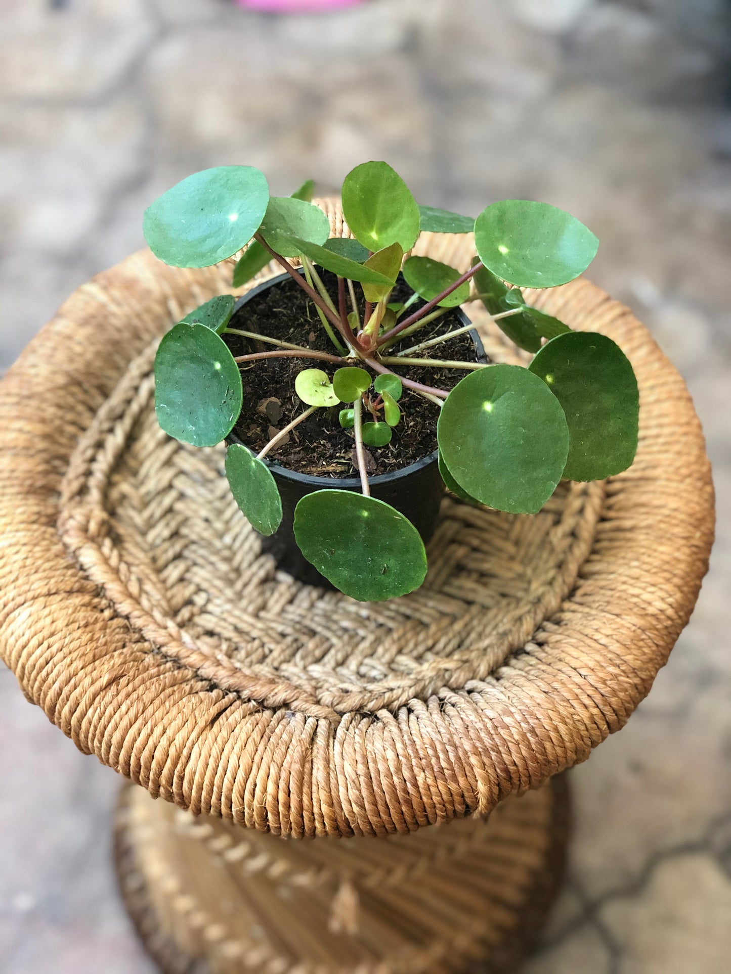 Pilea peperomioides 4-6”