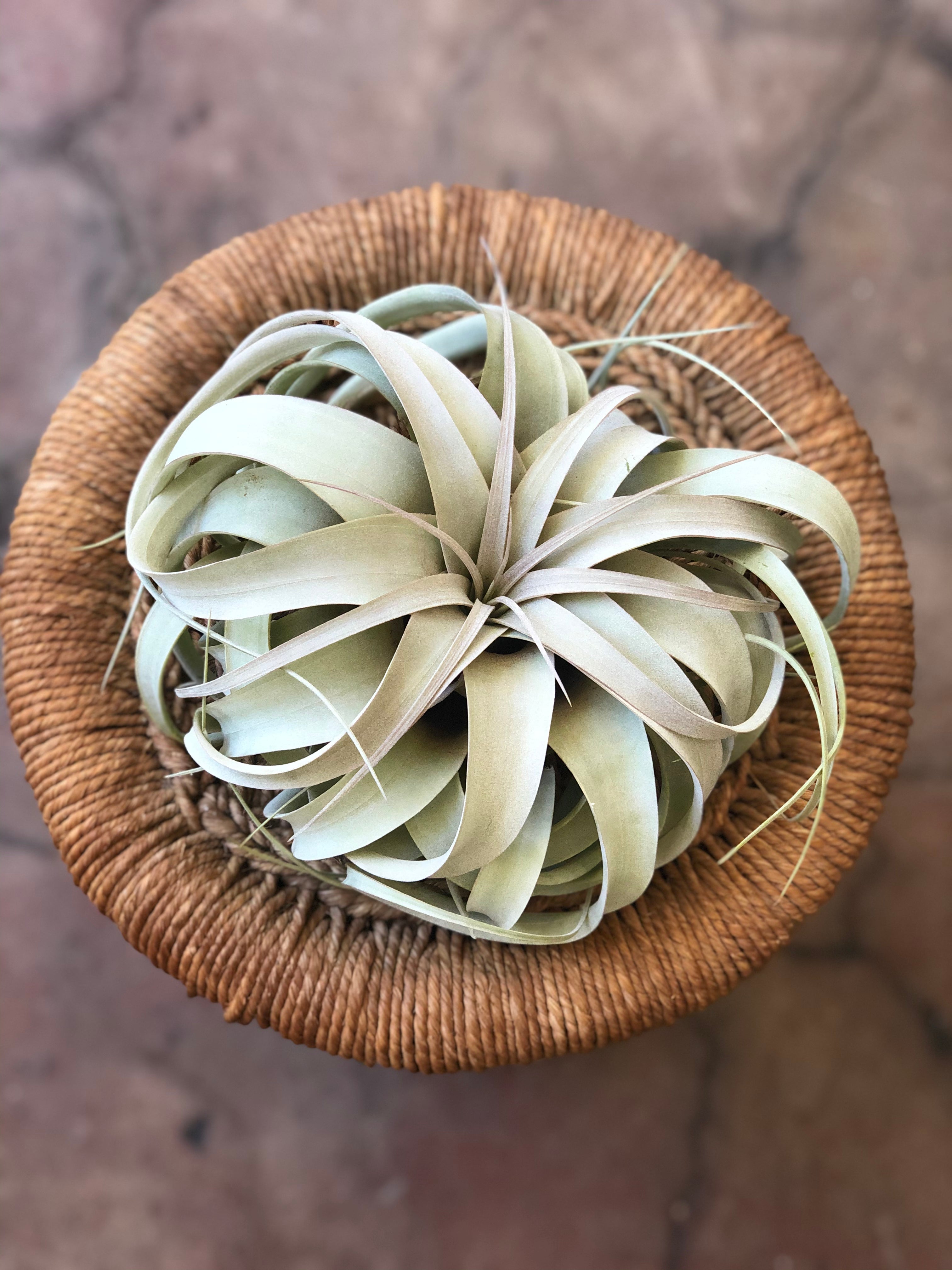 small faux air plants Air Plants – Botanica