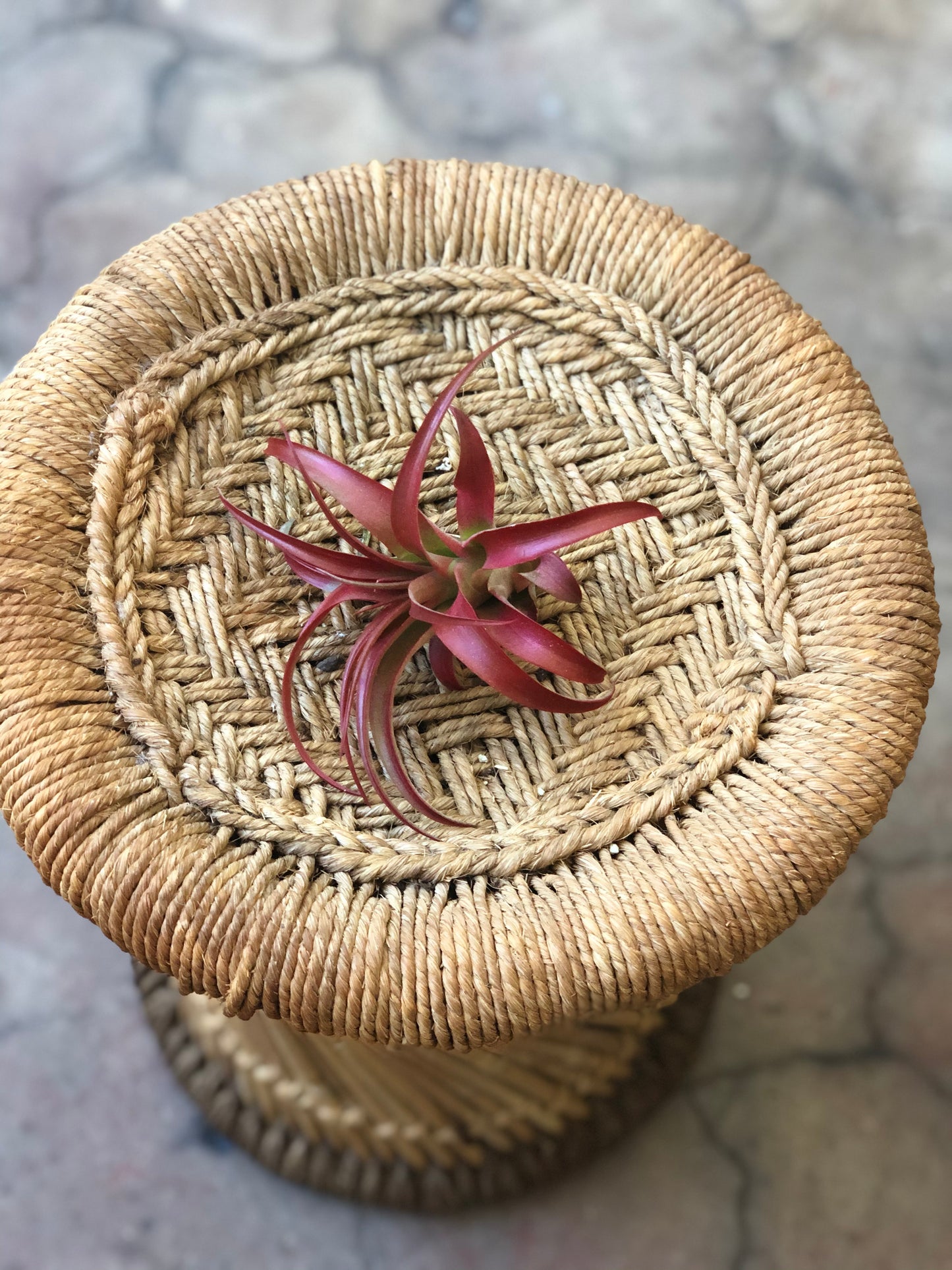 Air Plants