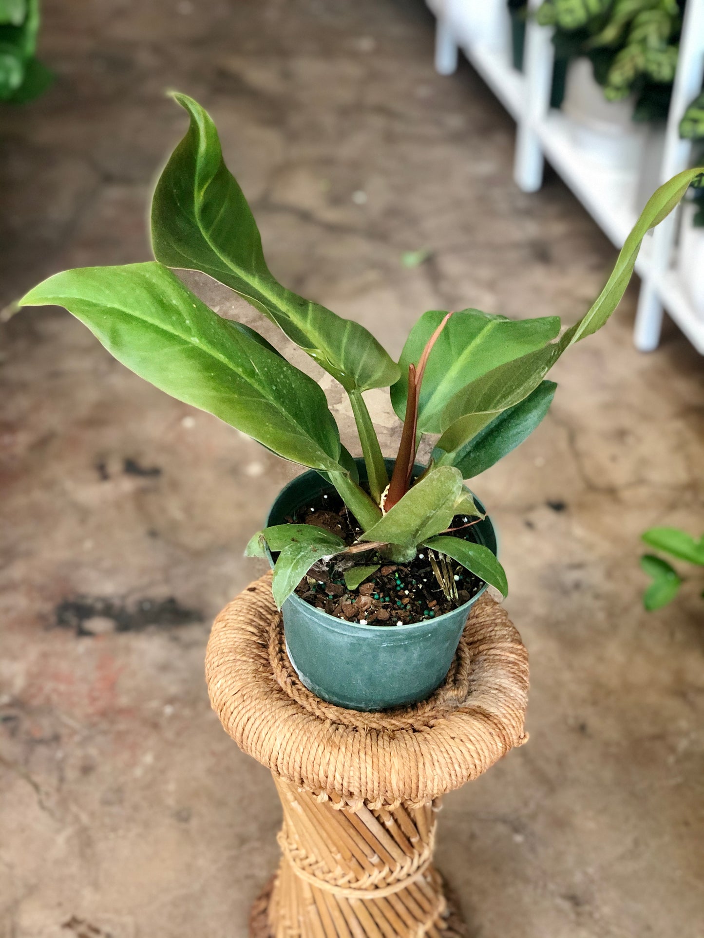 Philodendron Rojo Congo 4-6"