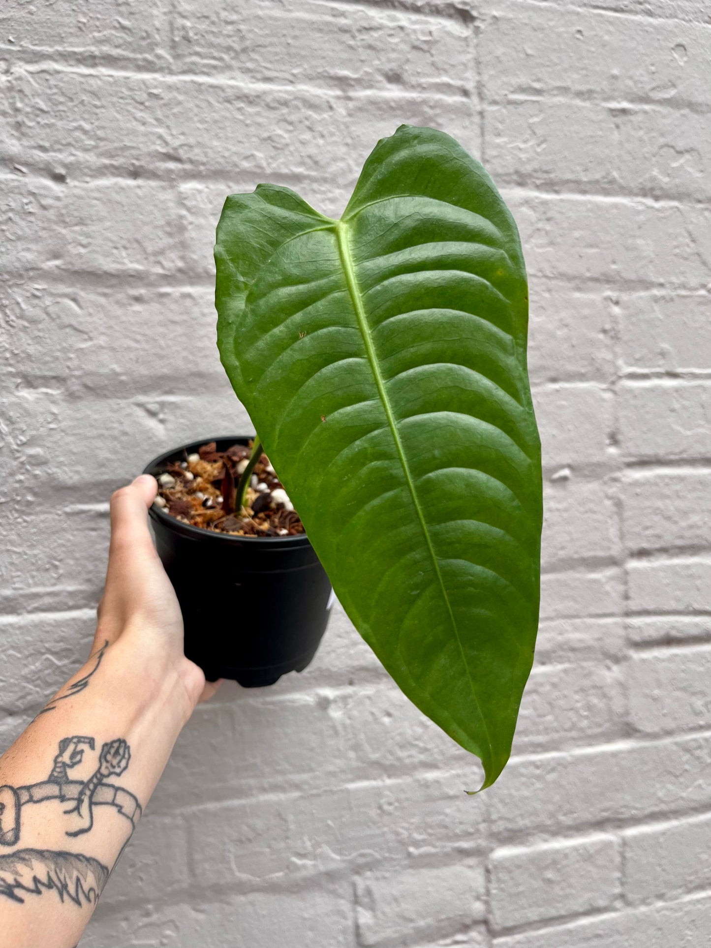 Anthurium veitchii 6"