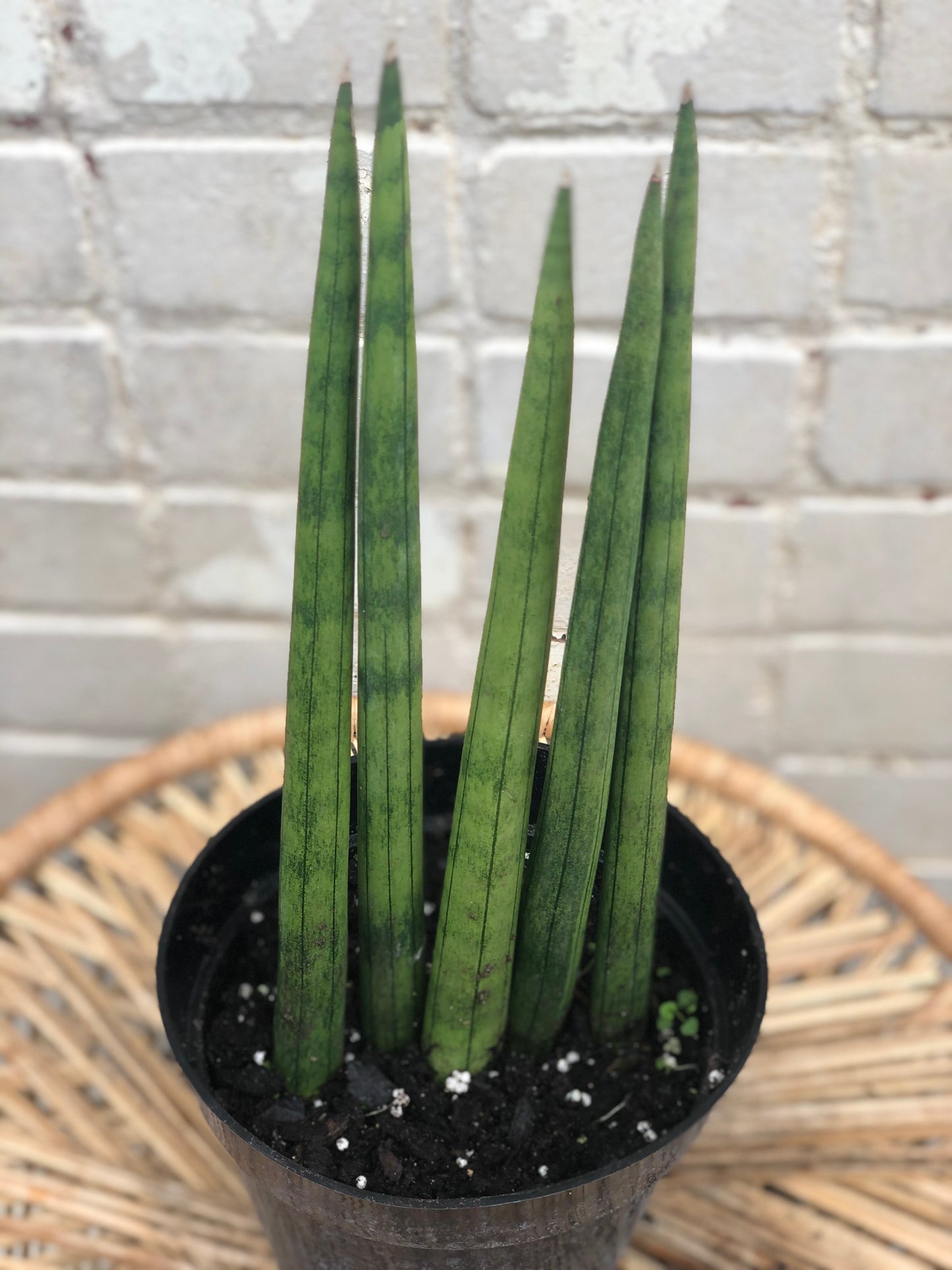 Sansevieria Cylindrica 6"