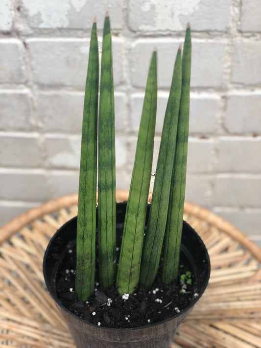 Sansevieria Cylindrica 6"