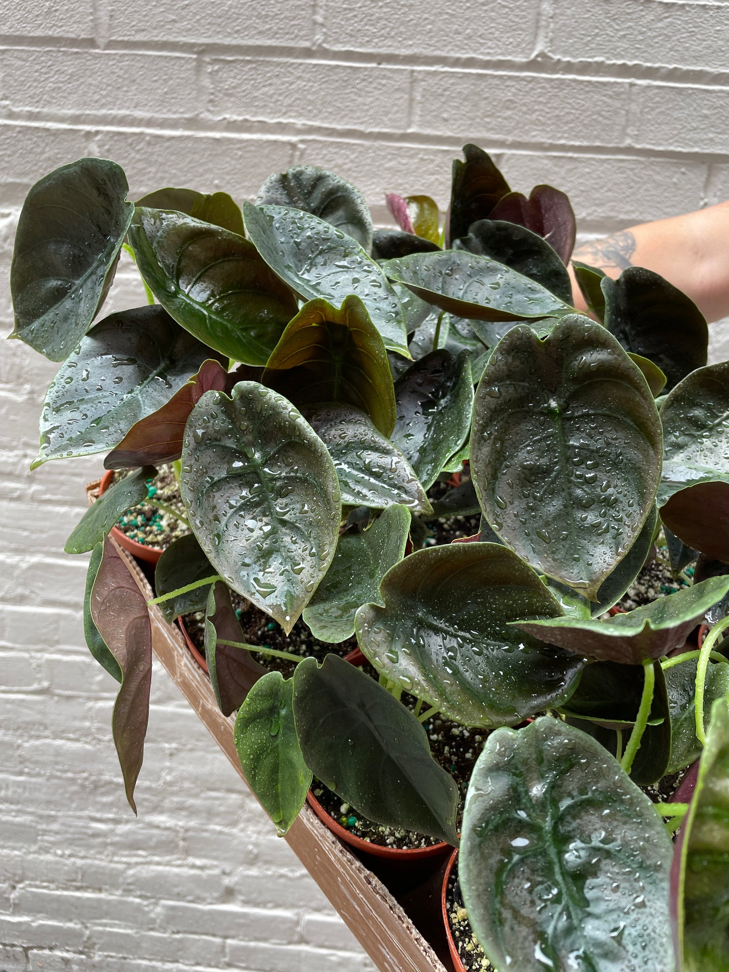 Alocasia cuprea 4"