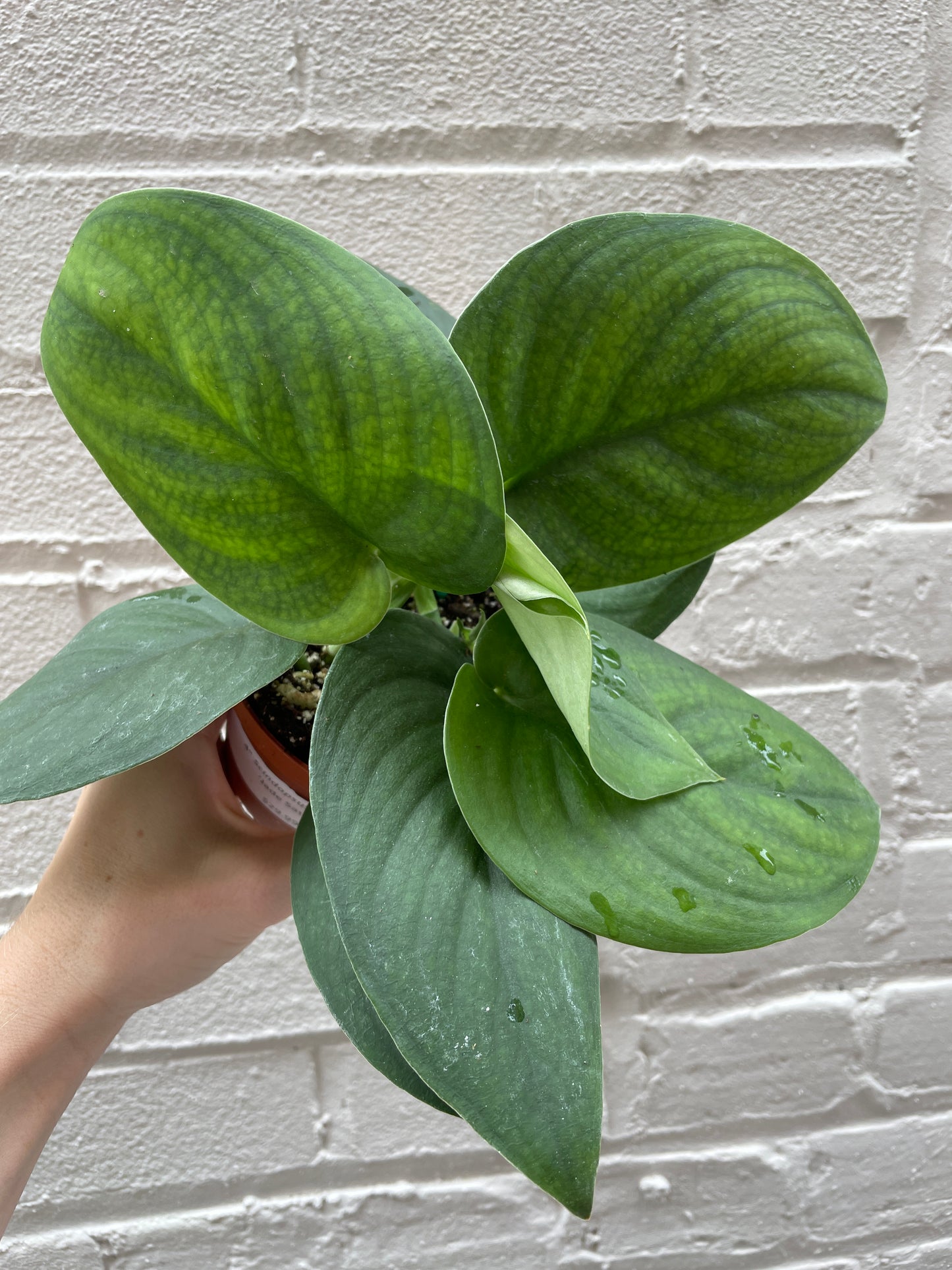 Scindapsus 'Jade Satin' 4"