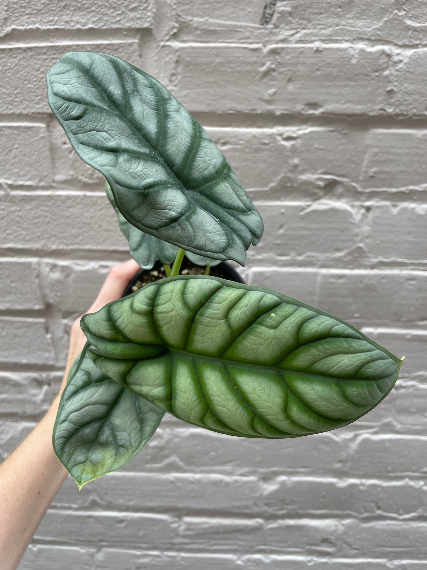 Alocasia 'Silver Dragon'