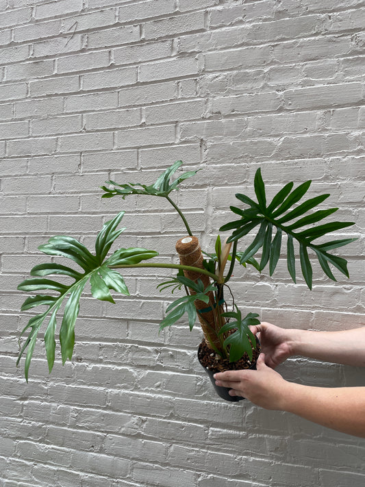 Philodendron mayoi 6"