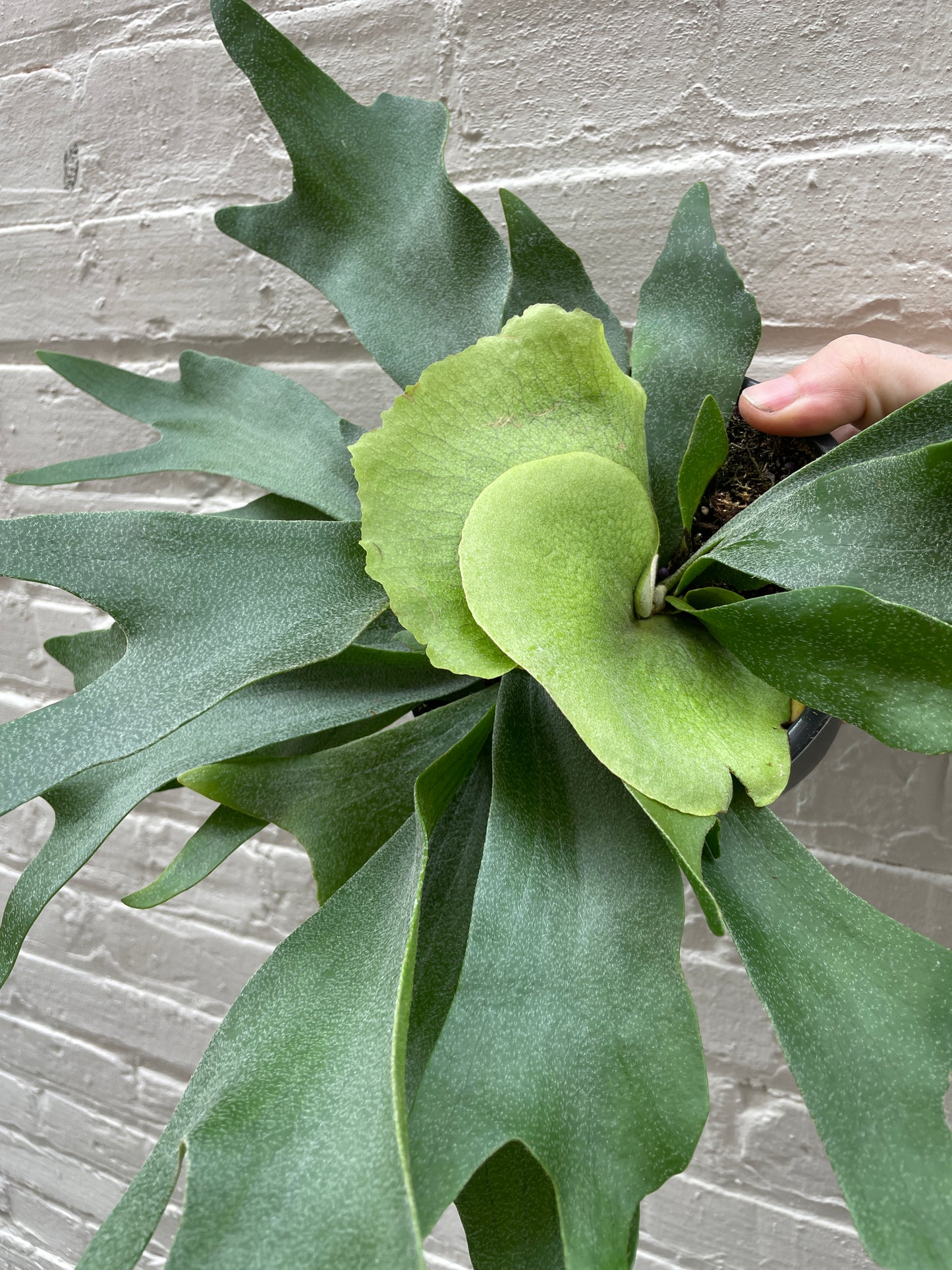 Staghorn Fern 4-6”