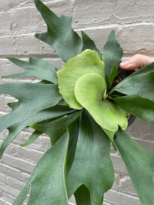 Staghorn Fern 4-6”