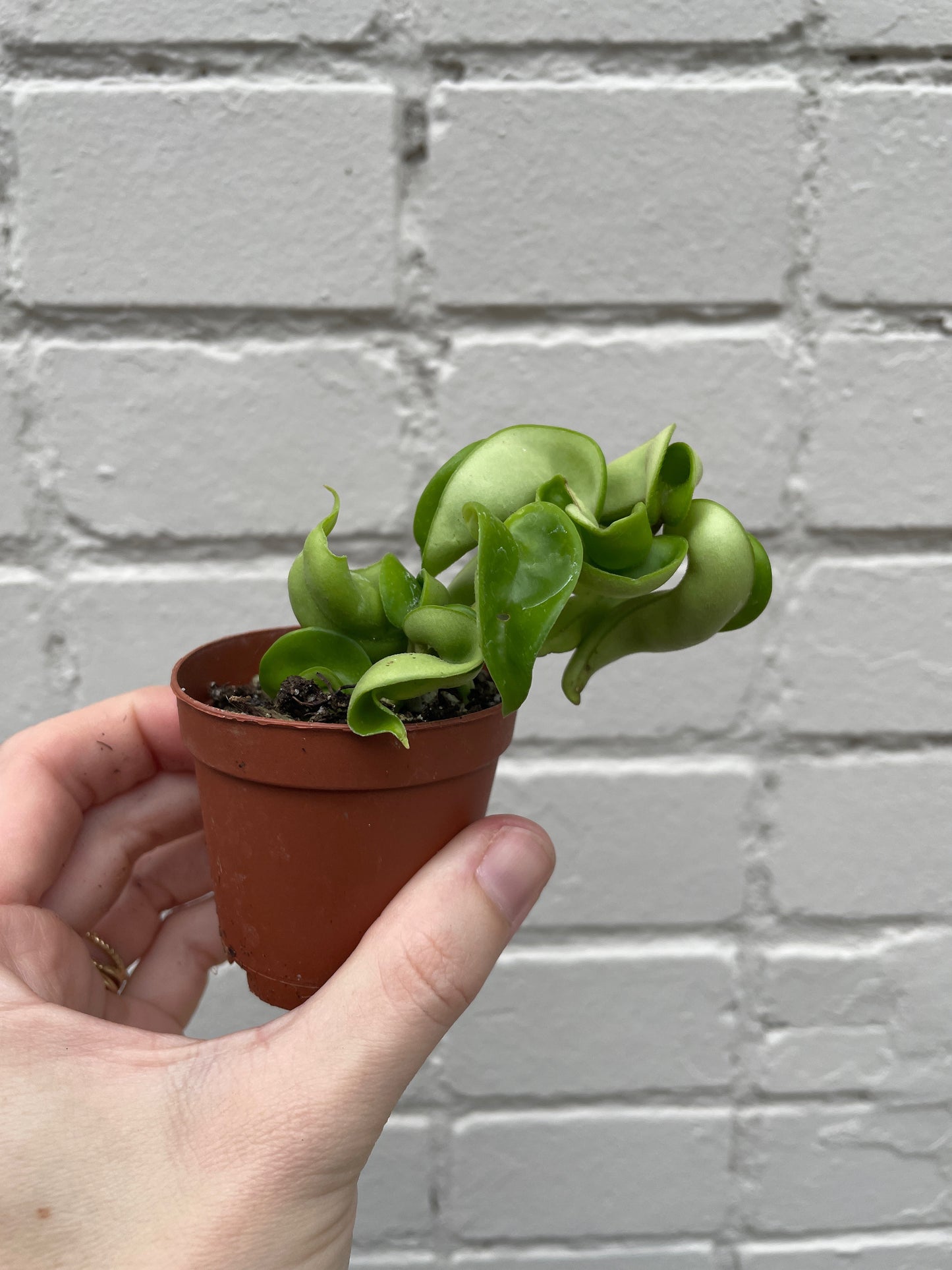 Hoya carnosa ‘Compacta’ 2-6"