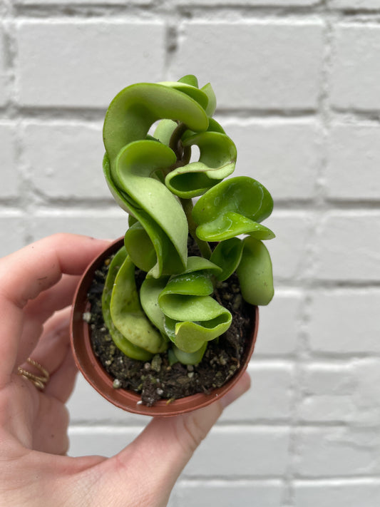 Hoya carnosa ‘Compacta’ 2-6"