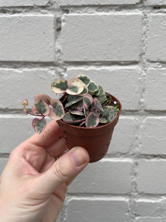 Variegated String of Hearts 2"