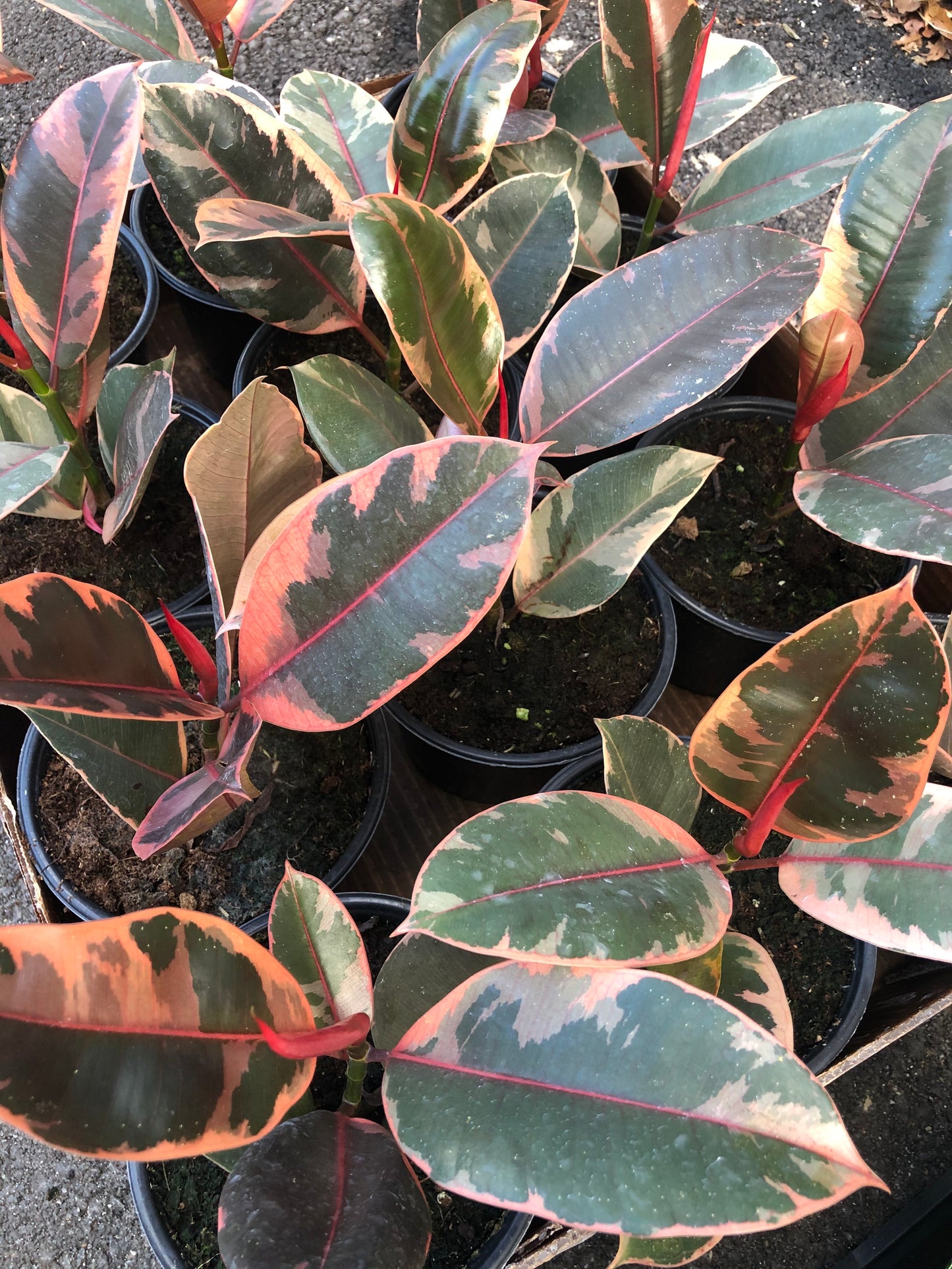 Ficus Elastica Ruby 6"