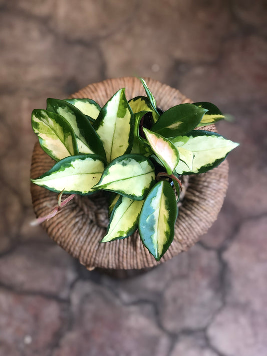 Hoya carnosa 'Krimson Princess' 4"-6"