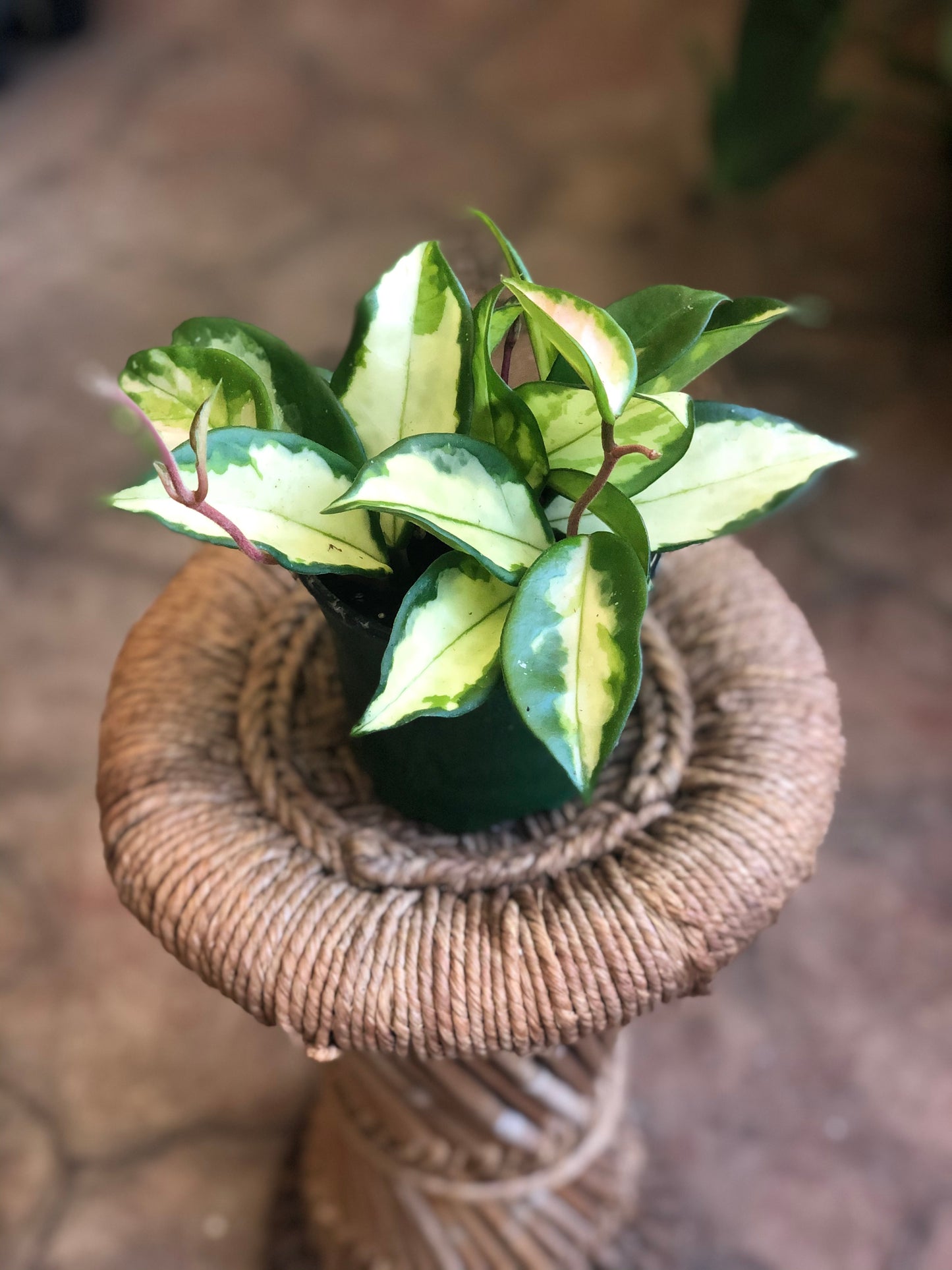 Hoya carnosa 'Krimson Princess' 4"-6"