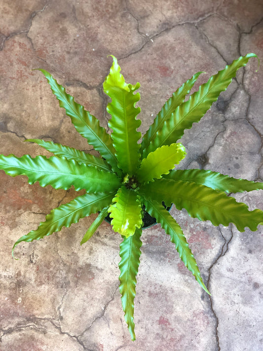 Birds Nest Fern 4" & 6"