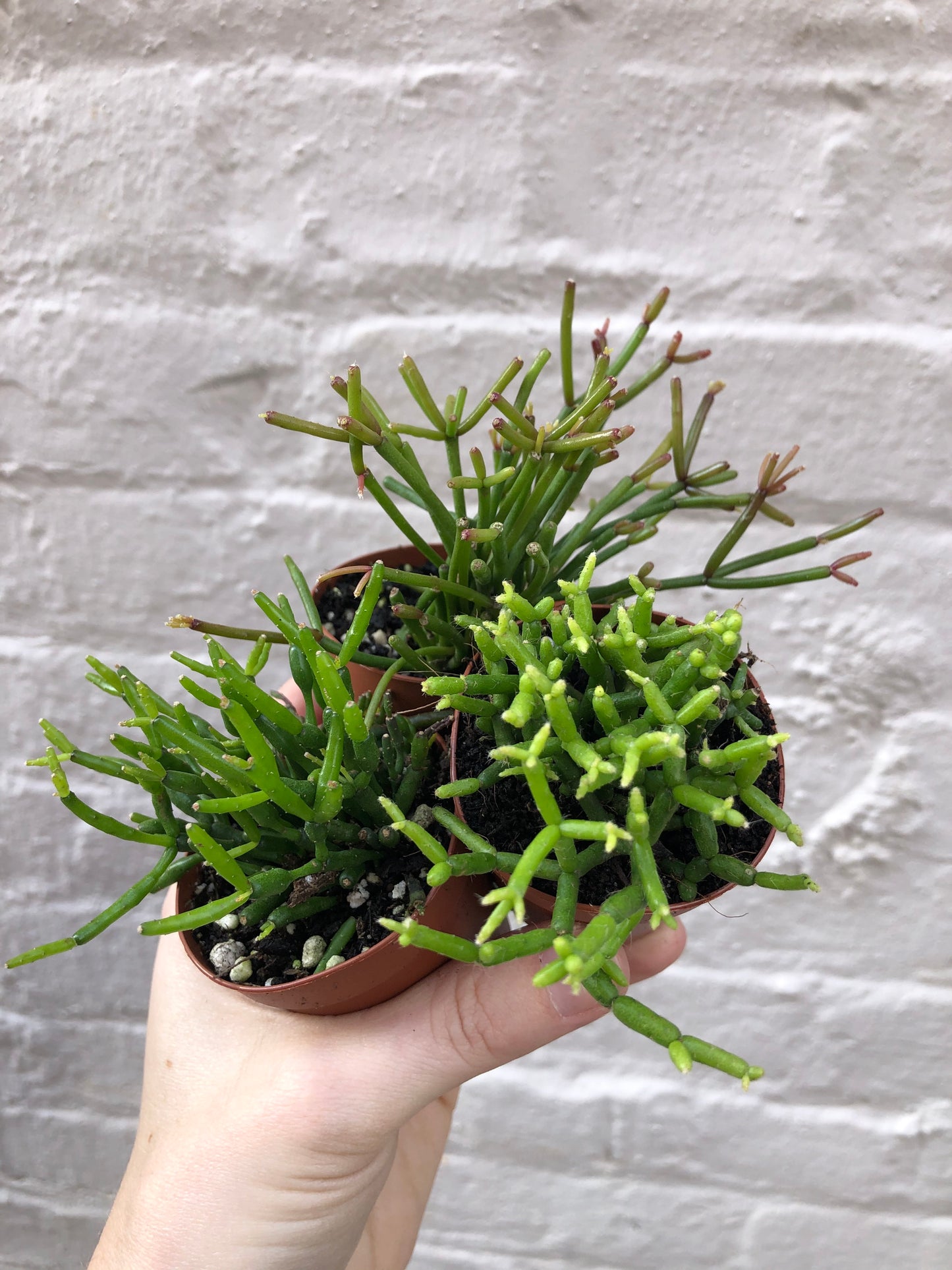 Rhipsalis sp. (Mistletoe Cactus) 2"