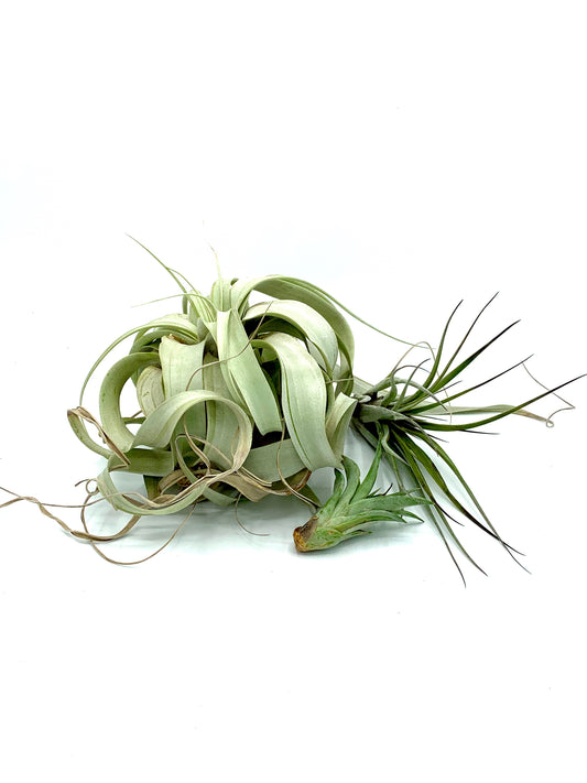 Air Plants