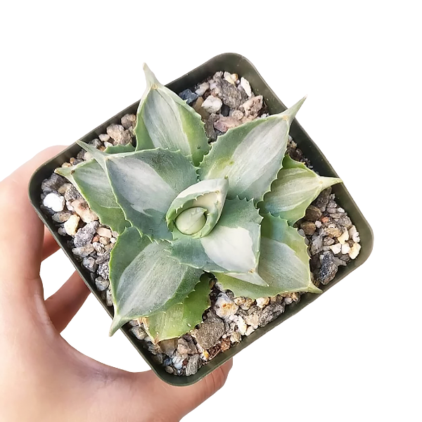 Agave isthmensis 'Ohi Raijin Shiro Nakafu'