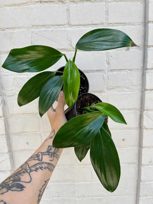 Rhaphidophora decursiva 4-6”