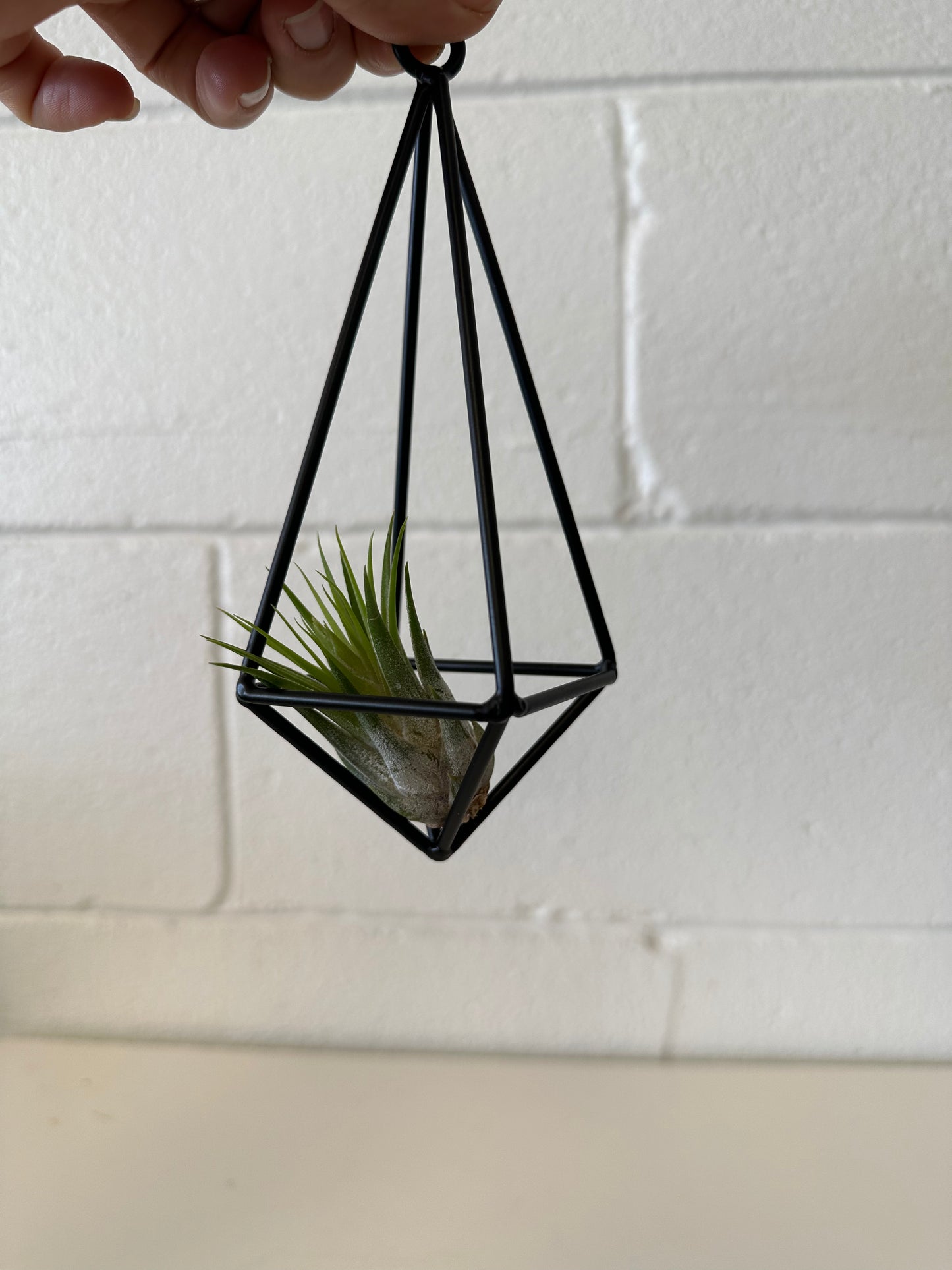 Air Plant Pendant