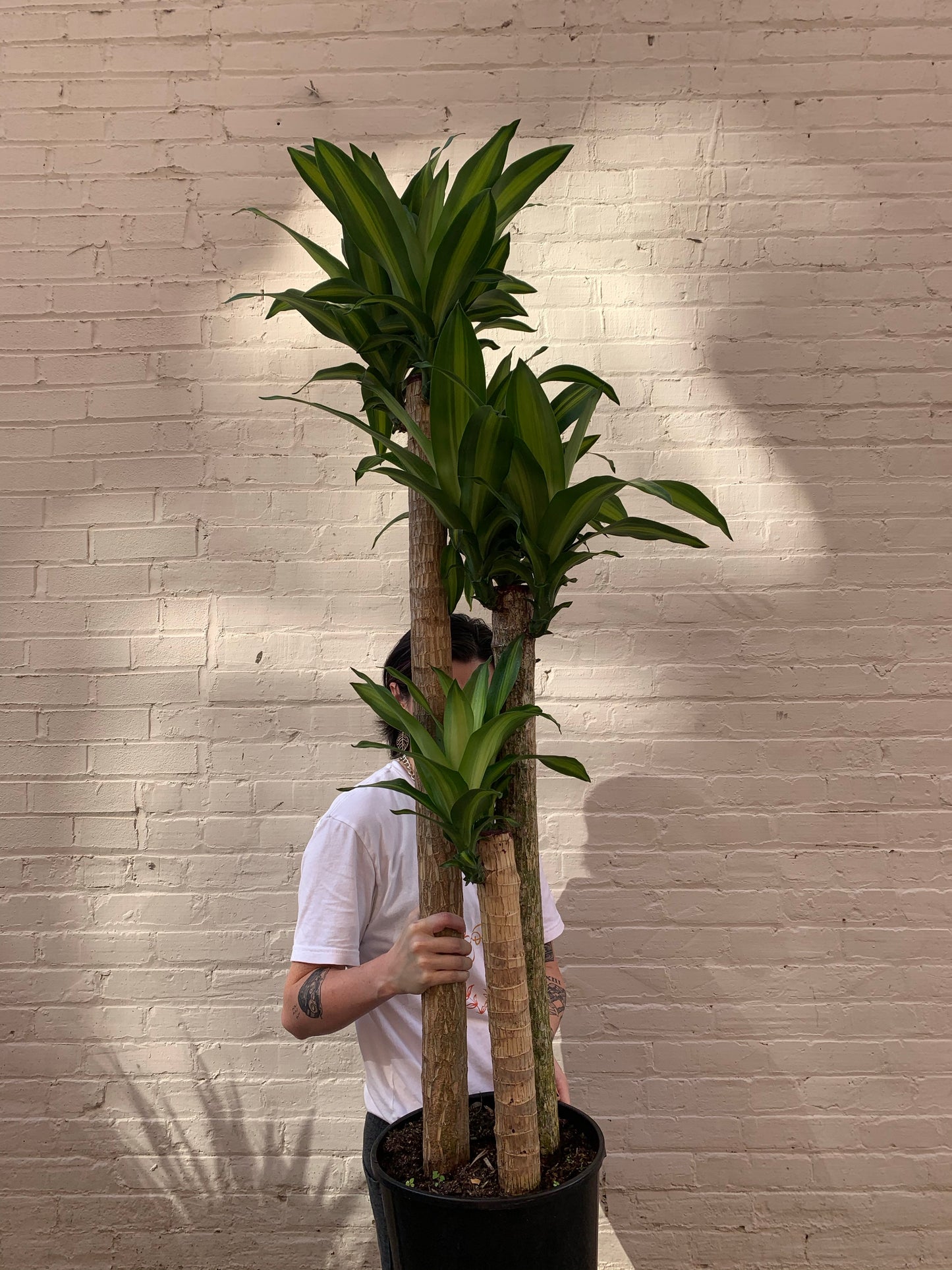 Dracaena fragrans 'Massangeana' (Mass Cane) 10”