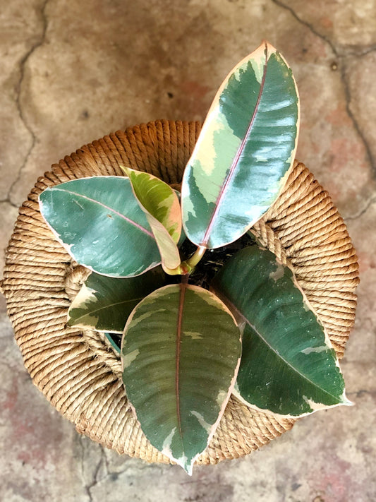 Ficus Elastica Ruby 6"