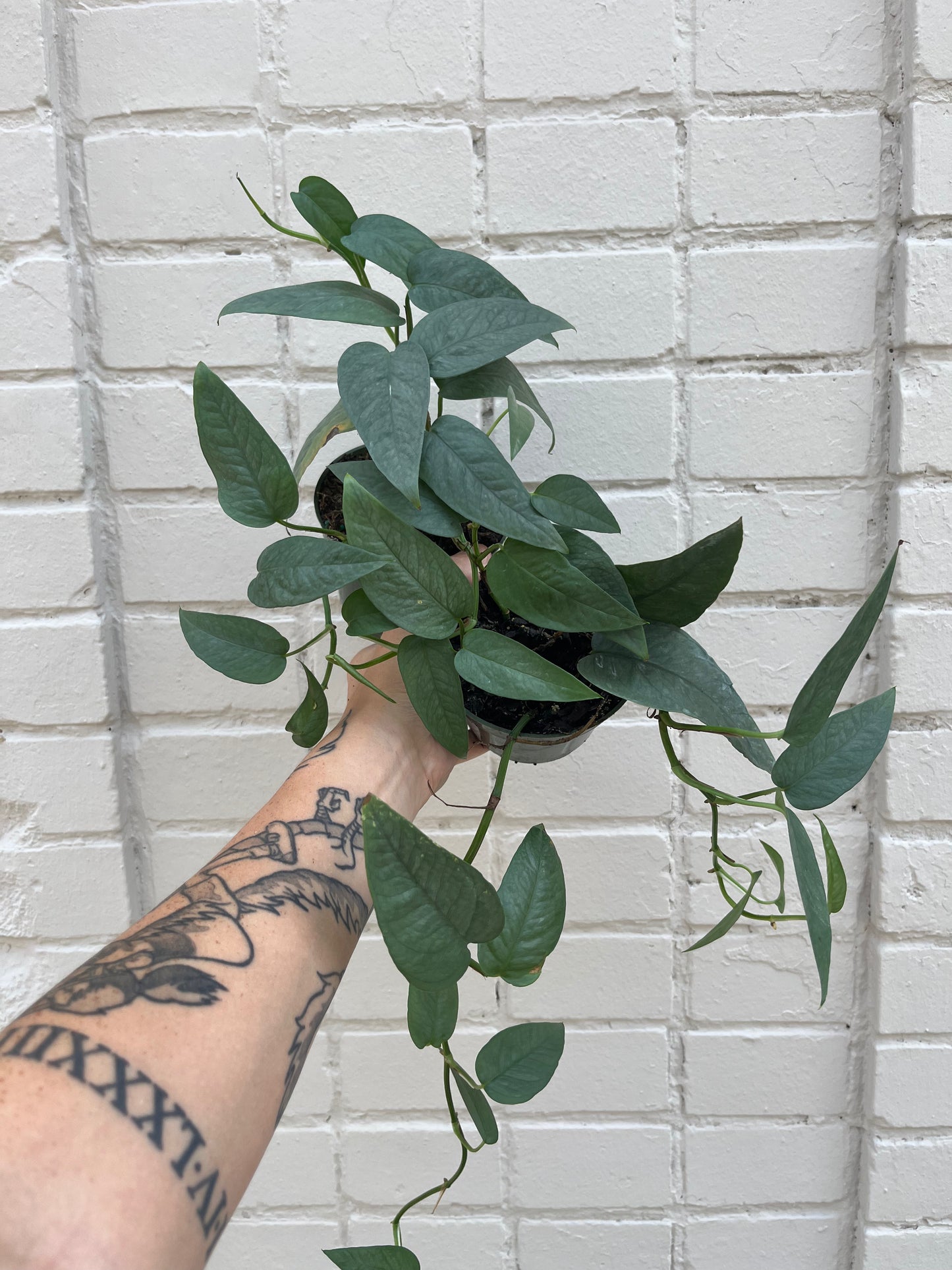 Epipremnum pinnatum 'Cebu Blue' 4-6"