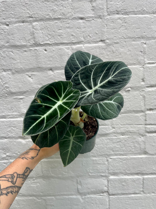 Alocasia reginula (Black Velvet) 4-6"