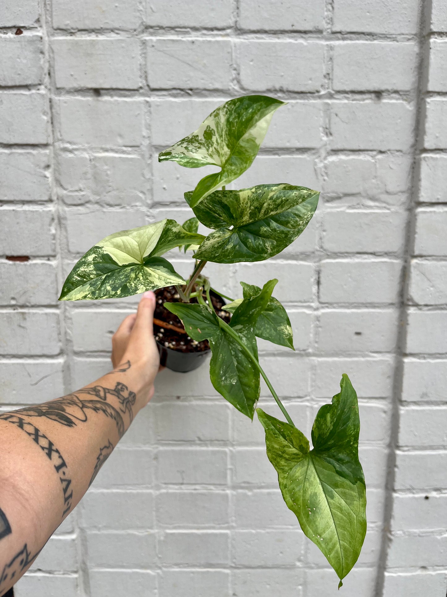 Syngonium podophyllum 'Albo-Variegatum' 4"