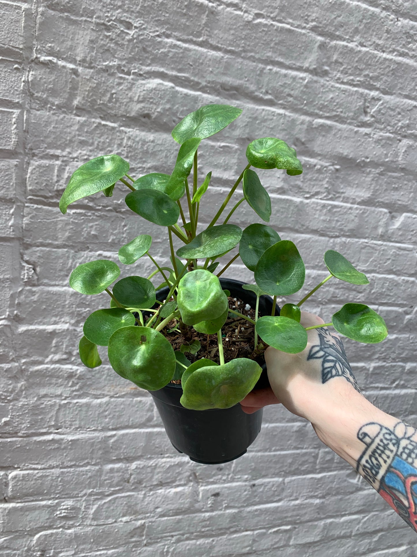 Pilea peperomioides 4-6”