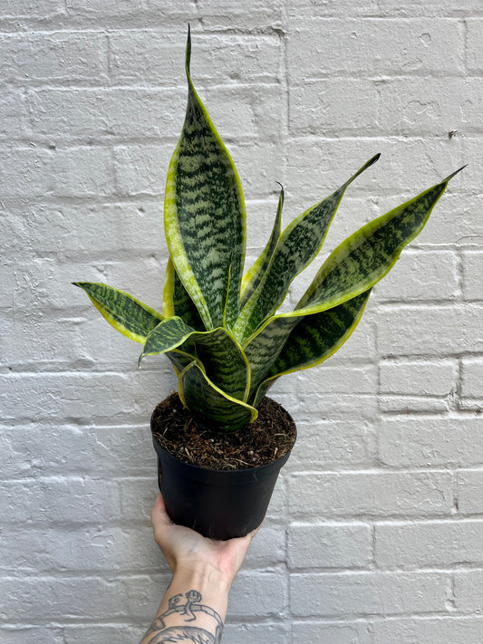 Sansevieria 'Superba' 6"