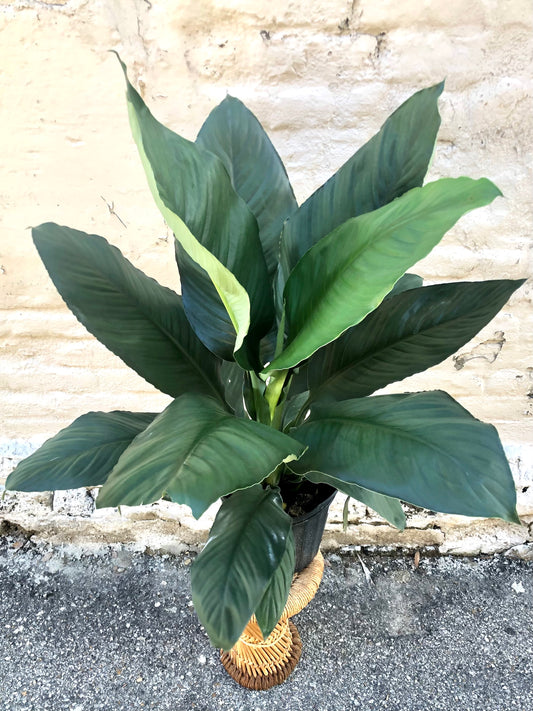Spathiphyllum Sensation 10"-14"