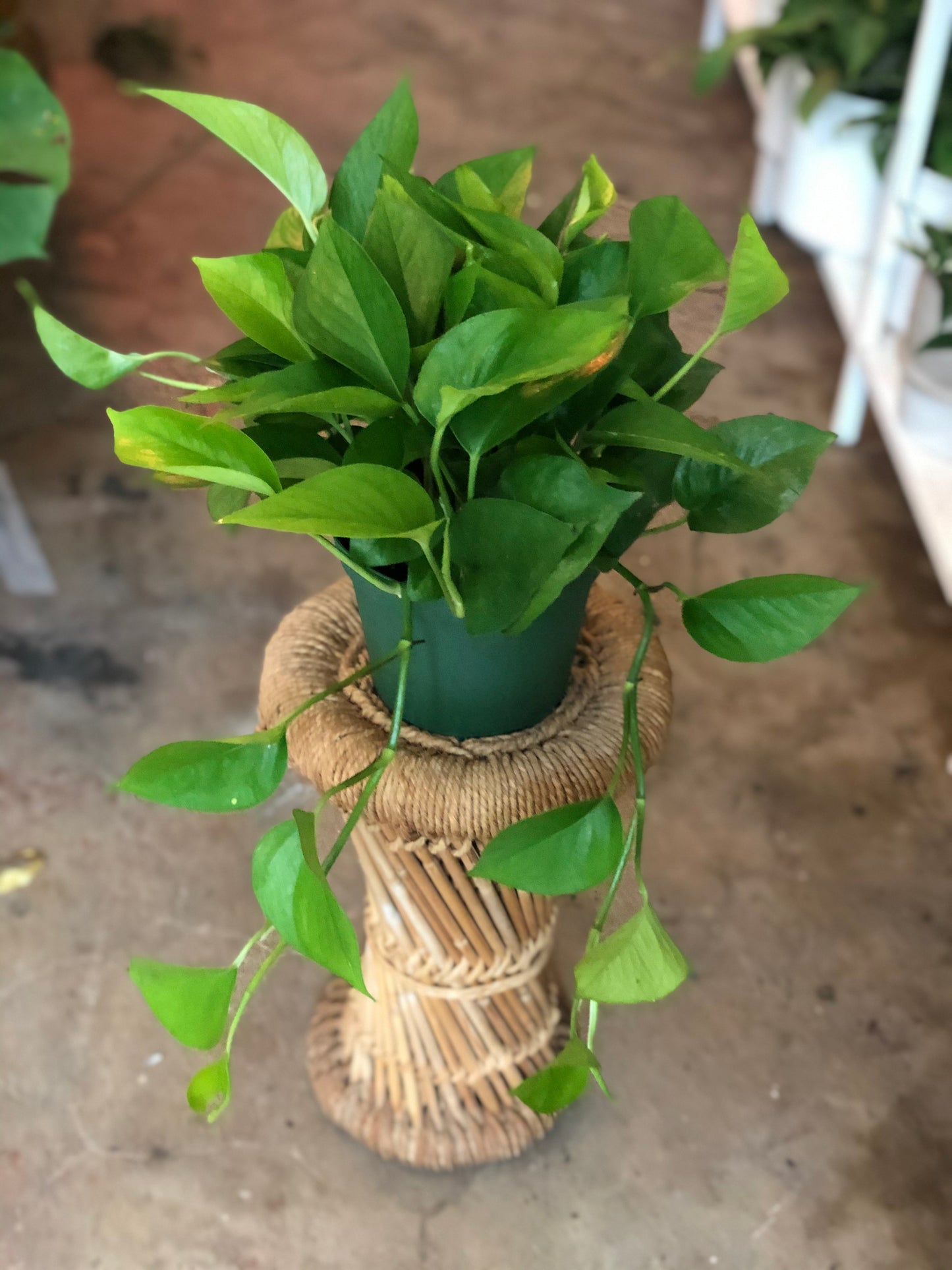 Jade Pothos 4" & 6"