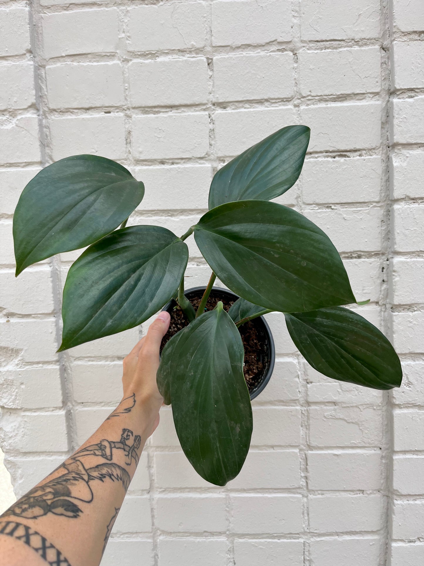 Rhaphidophora decursiva 4-6”