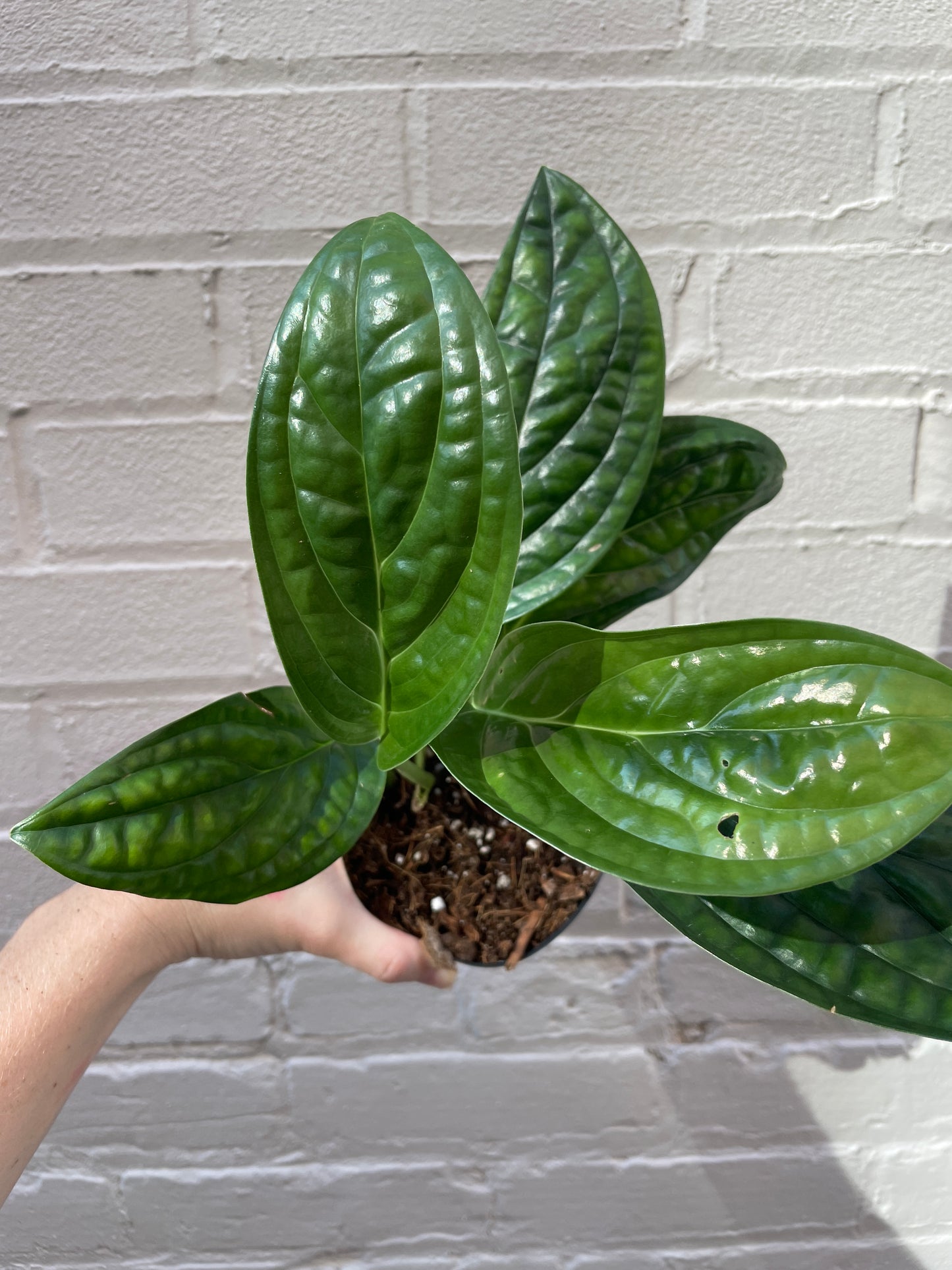 Monstera sp. 'Peru' 4-6"