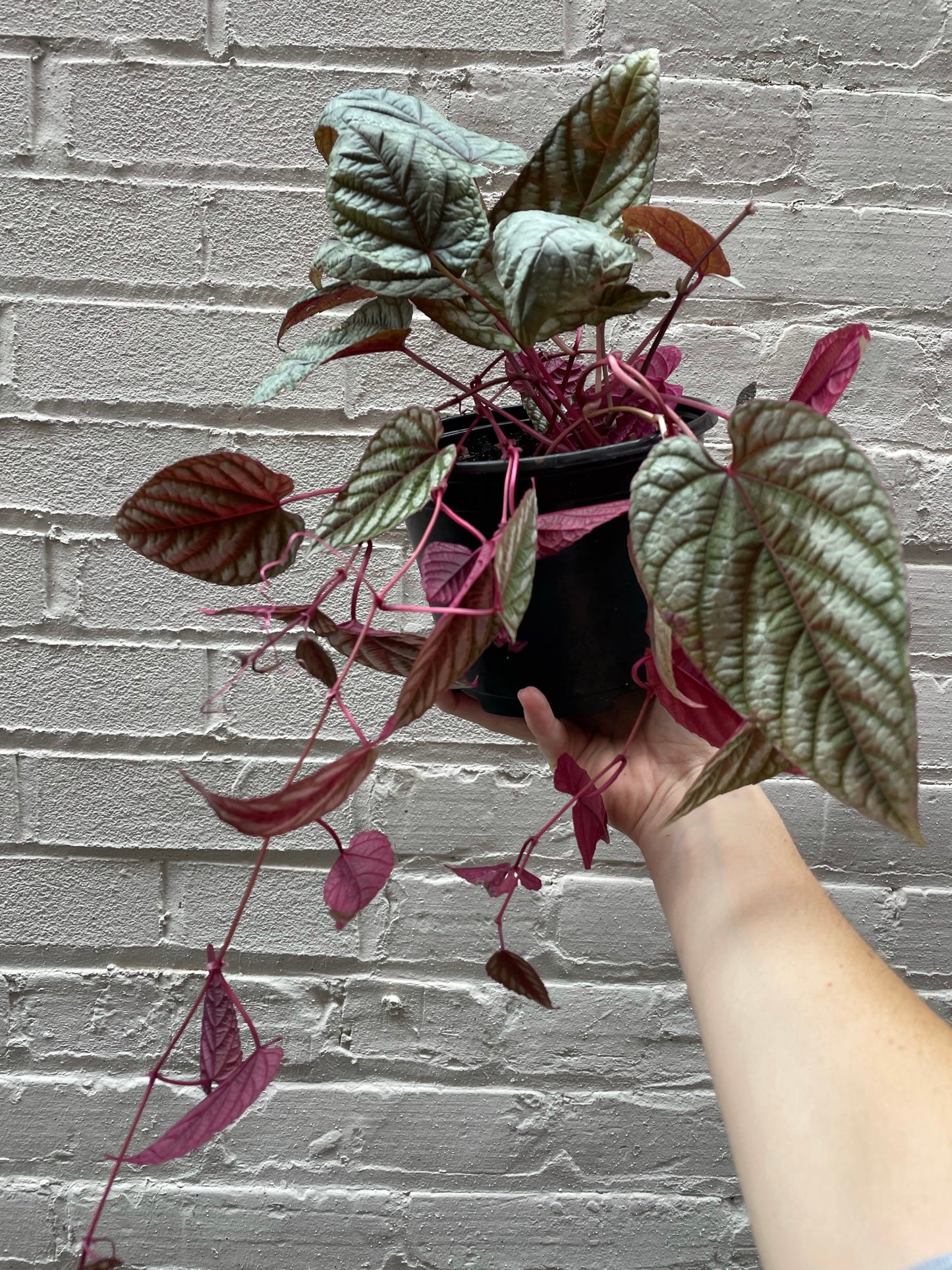 Cissus Discolor Rex
