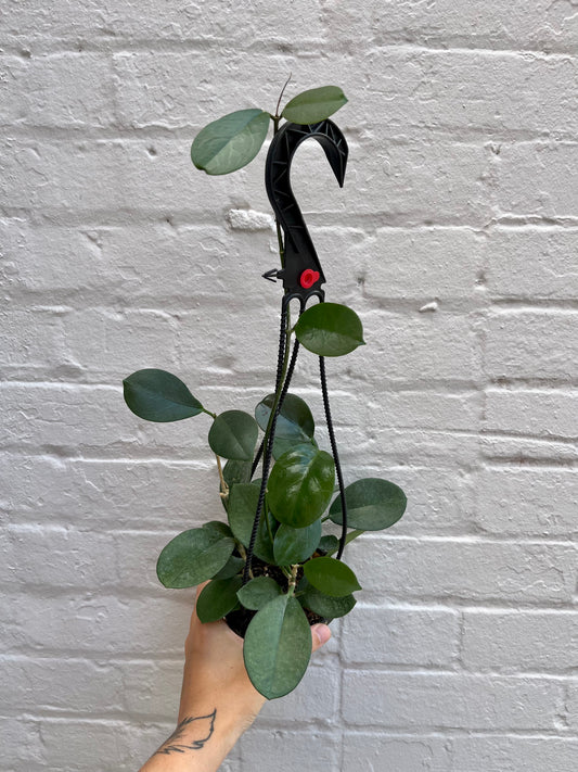 Hoya australis subsp. tenuipes 4"-6"