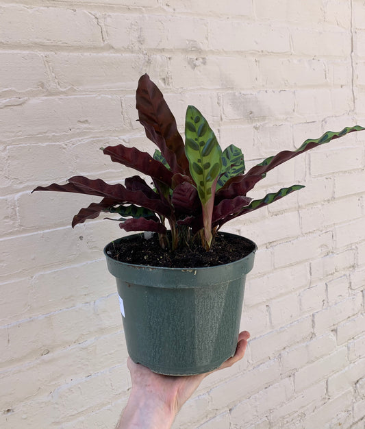 Calathea insignis (Rattlesnake Calathea) 8"