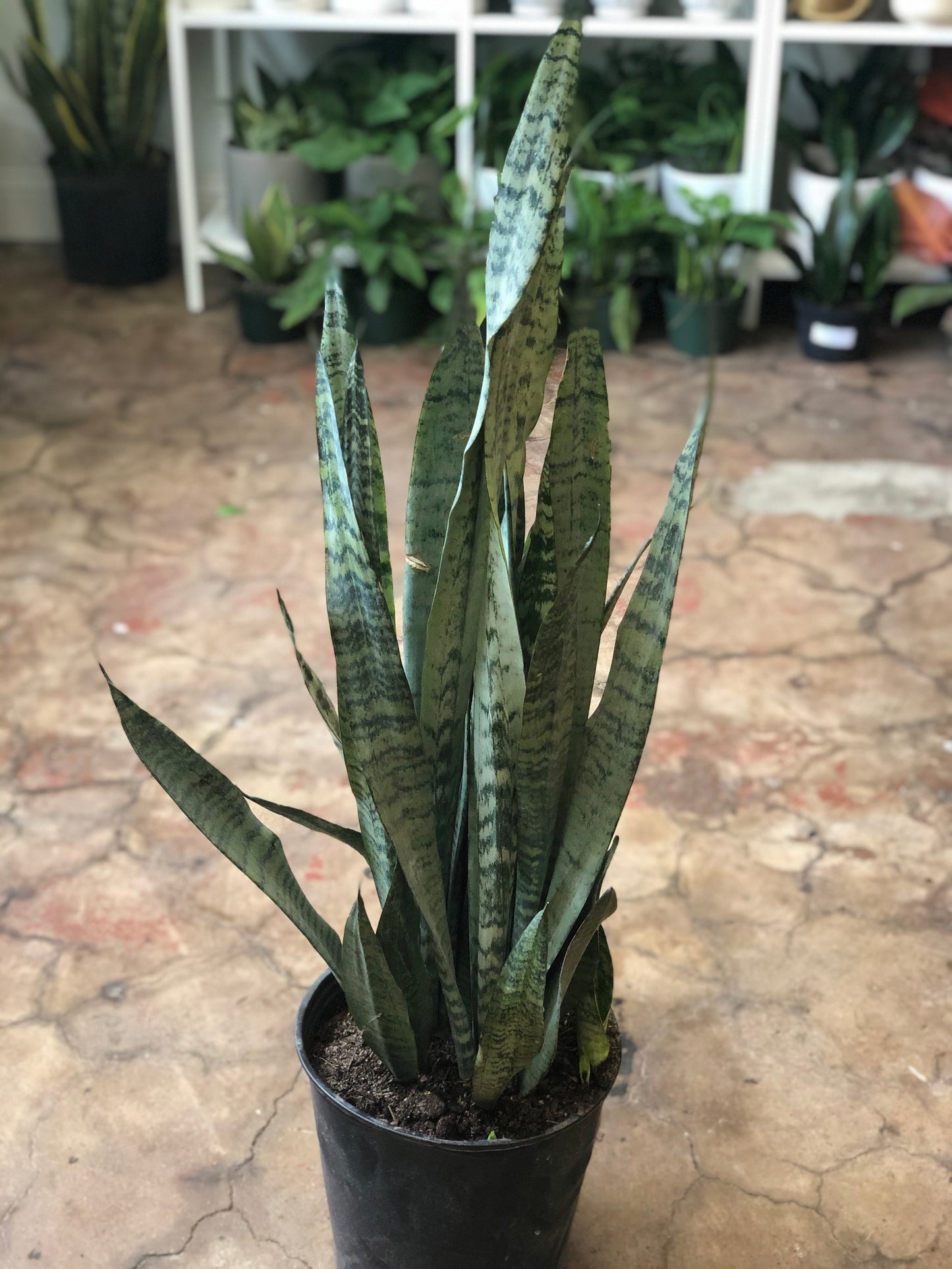 Sansevieria trifasciata 'Zeylanica' 10-14"